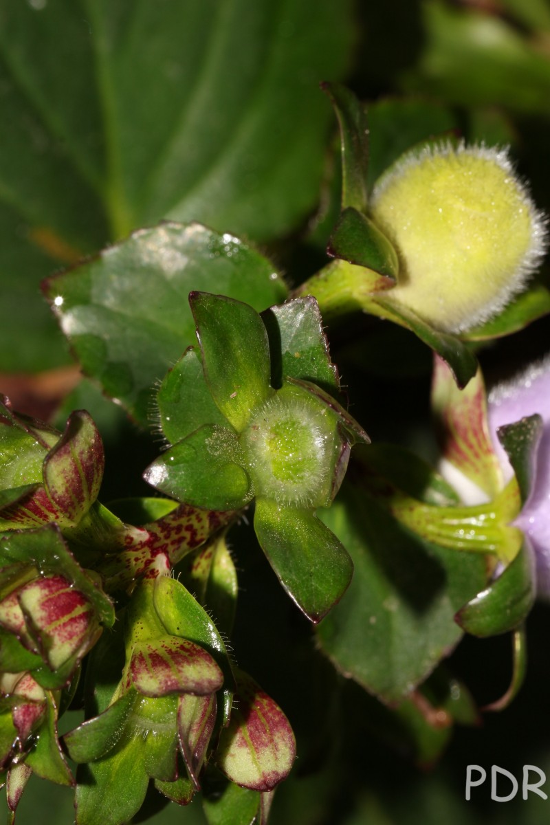 Gloxinia perennis (L.) Druce